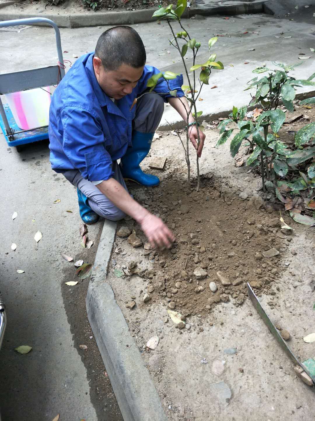 “寶龍新城”植樹