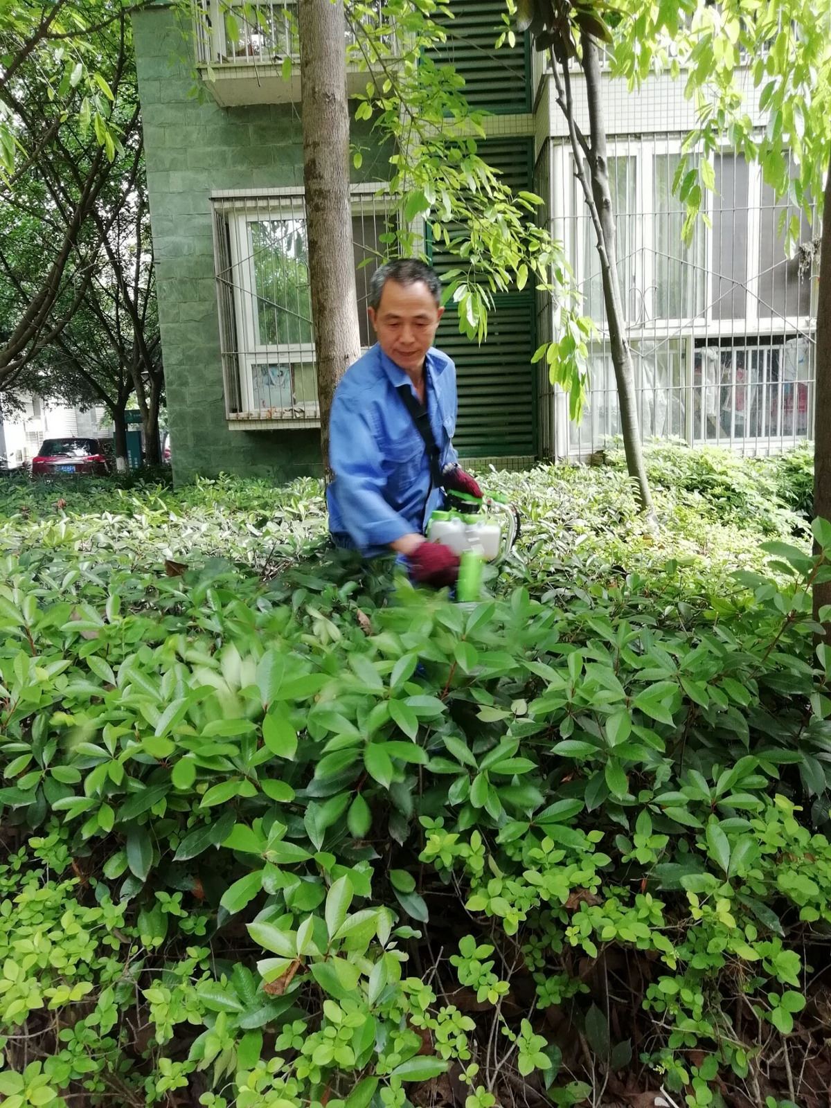 修剪綠化