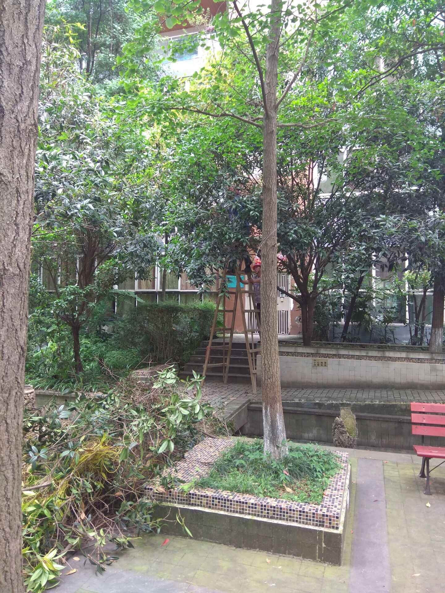 西郡員工頂著烈日清理外來植物  2019