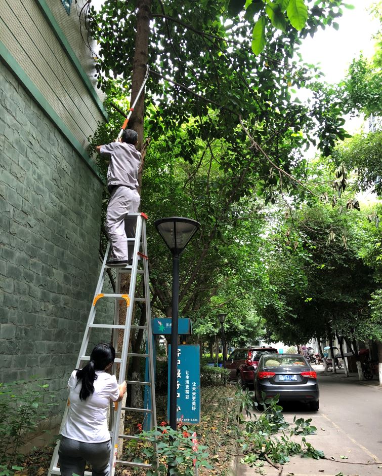 寶龍新城園區(qū)樹枝修剪
